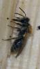 Andrena sp.